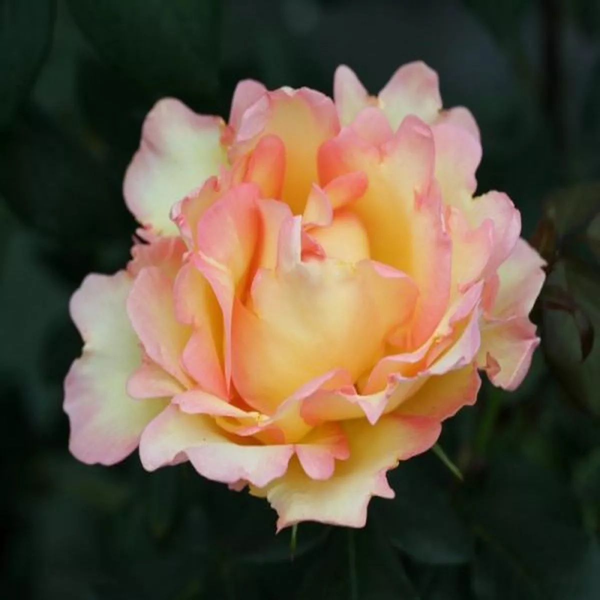 Rosa Hybrid Tea Eureka Meizambaitz