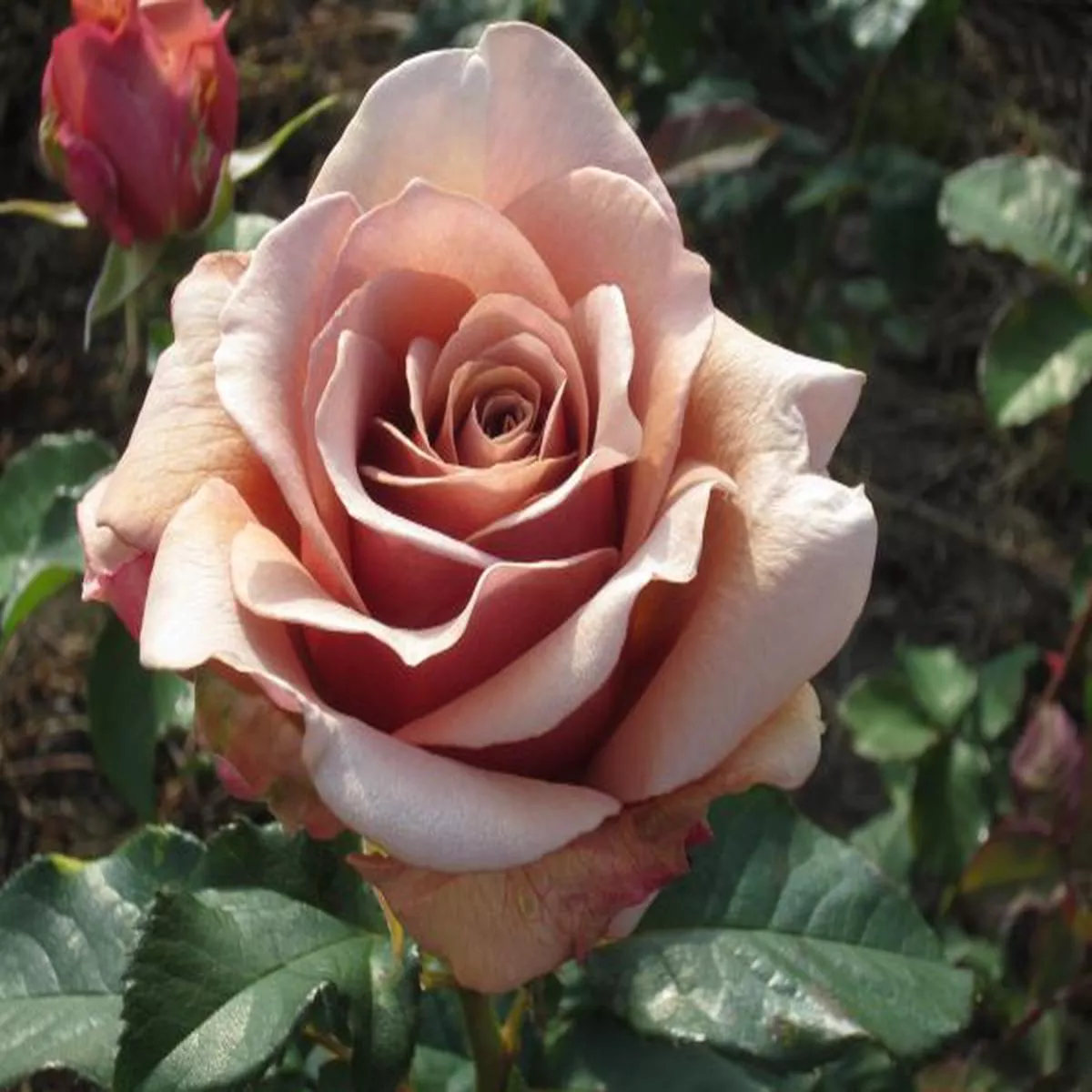 Rosa Hybrid Tea Mocha-Rosa (Frywitty)