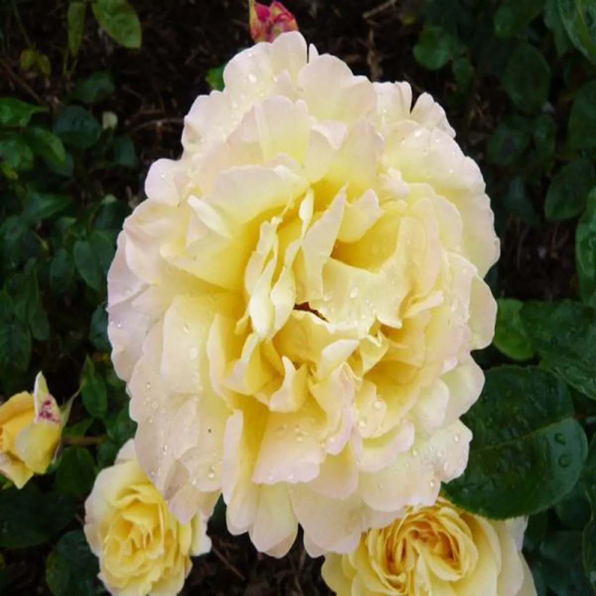 Rosa Hybrid Tea Peace