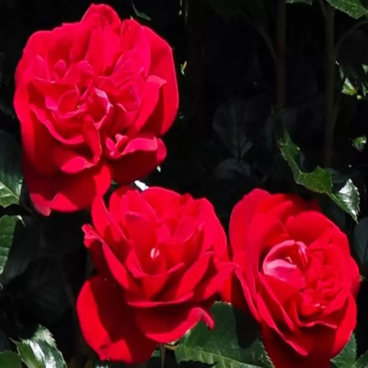 Rosa Hybrid Tea Ruby Wedding Day (Meizilena)