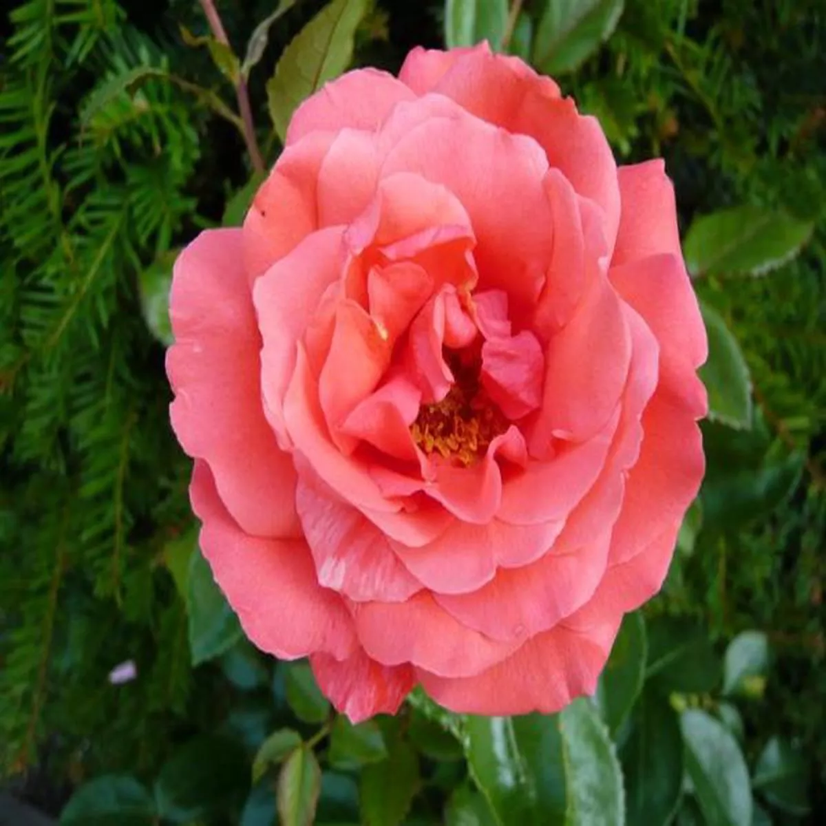 Rosa Hybrid Tea Showtime Focus / Noagut