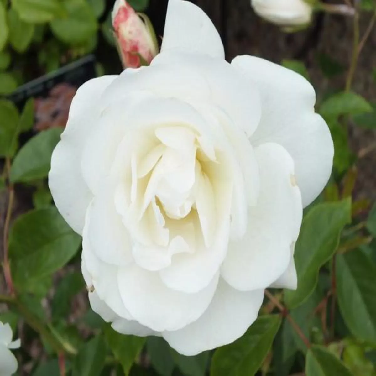 Rosa Iceberg ClimberClimbing Rose