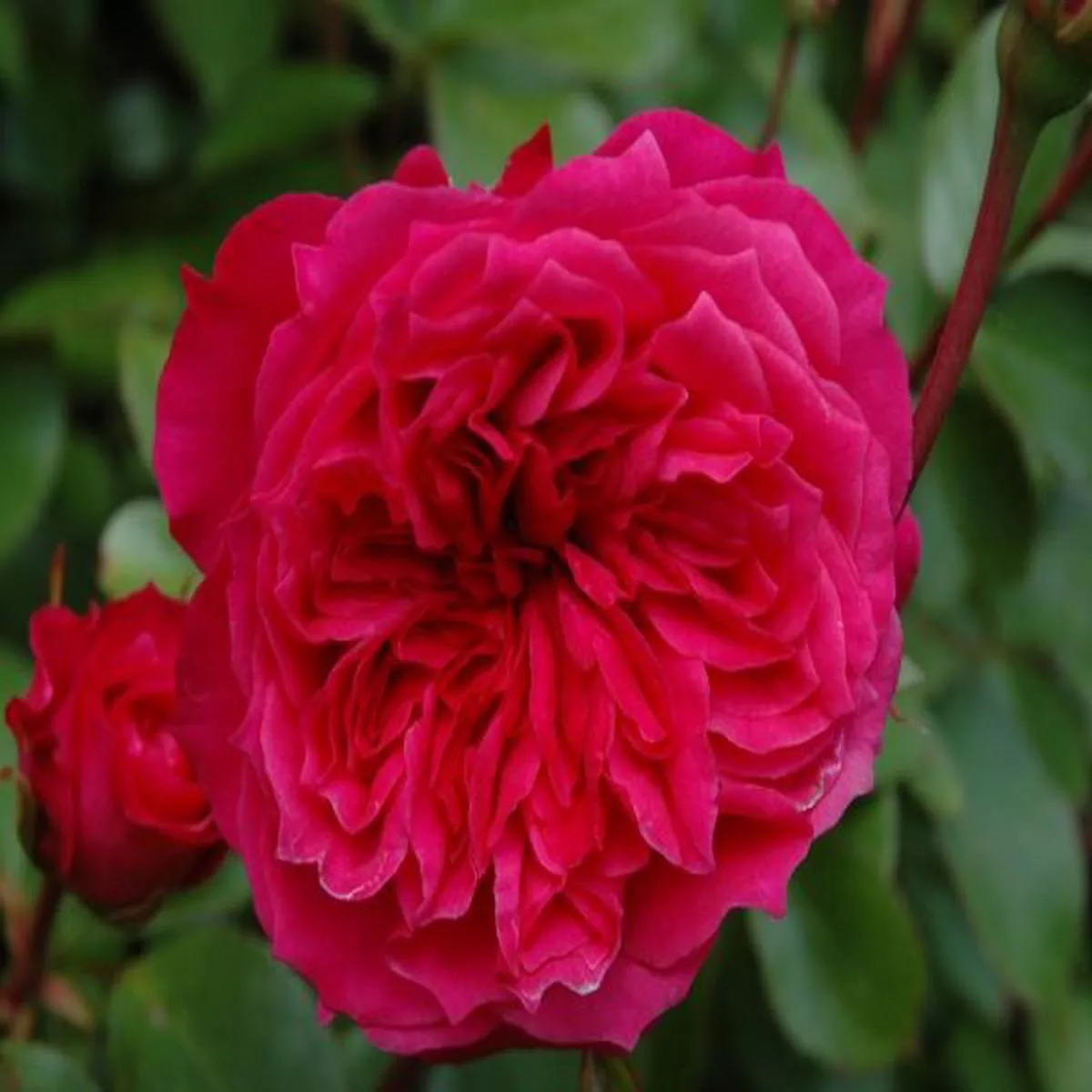Rosa Ivors RoseModern Classic Shrub Rose