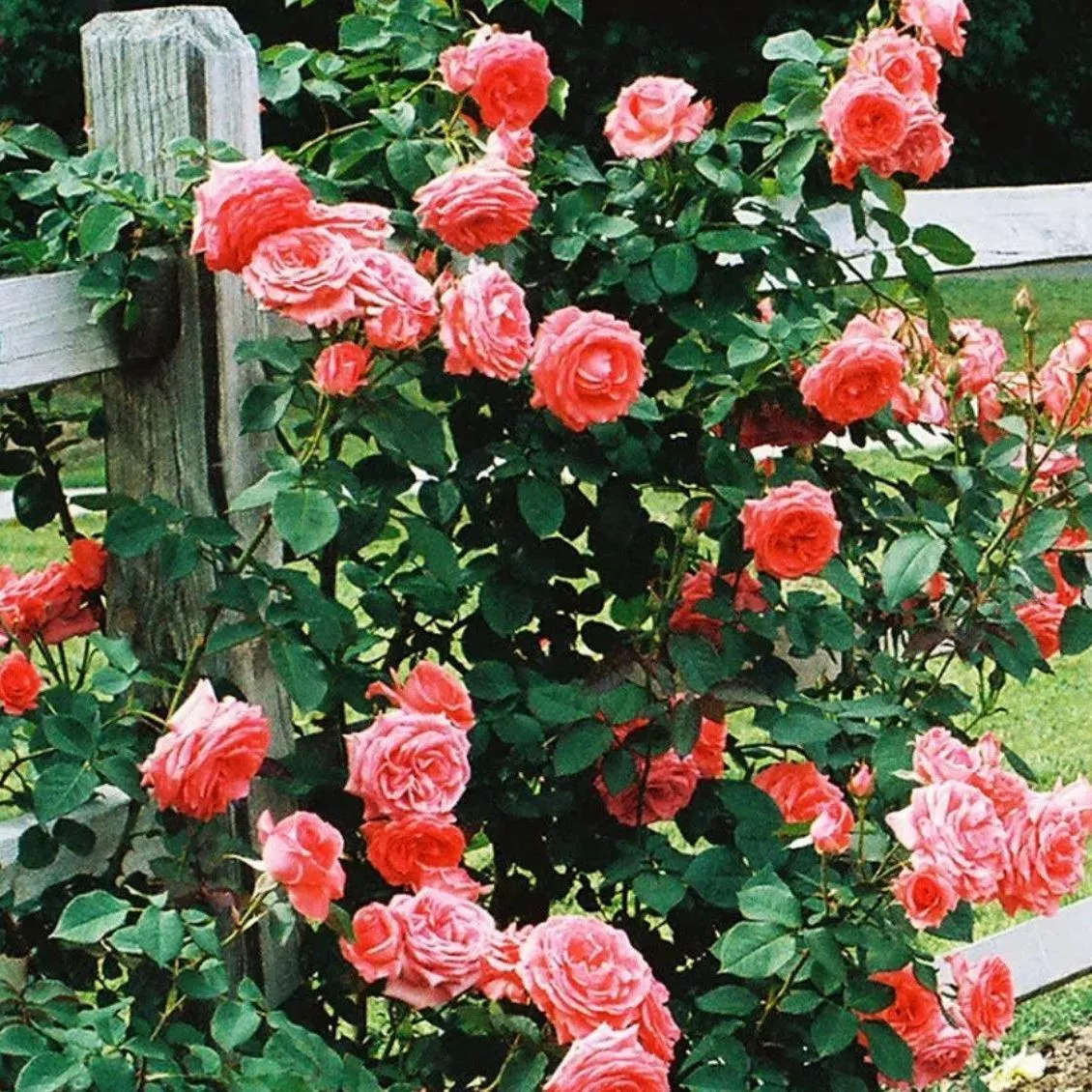 Rosa ‘JACclam’- America™ Climbing Rose