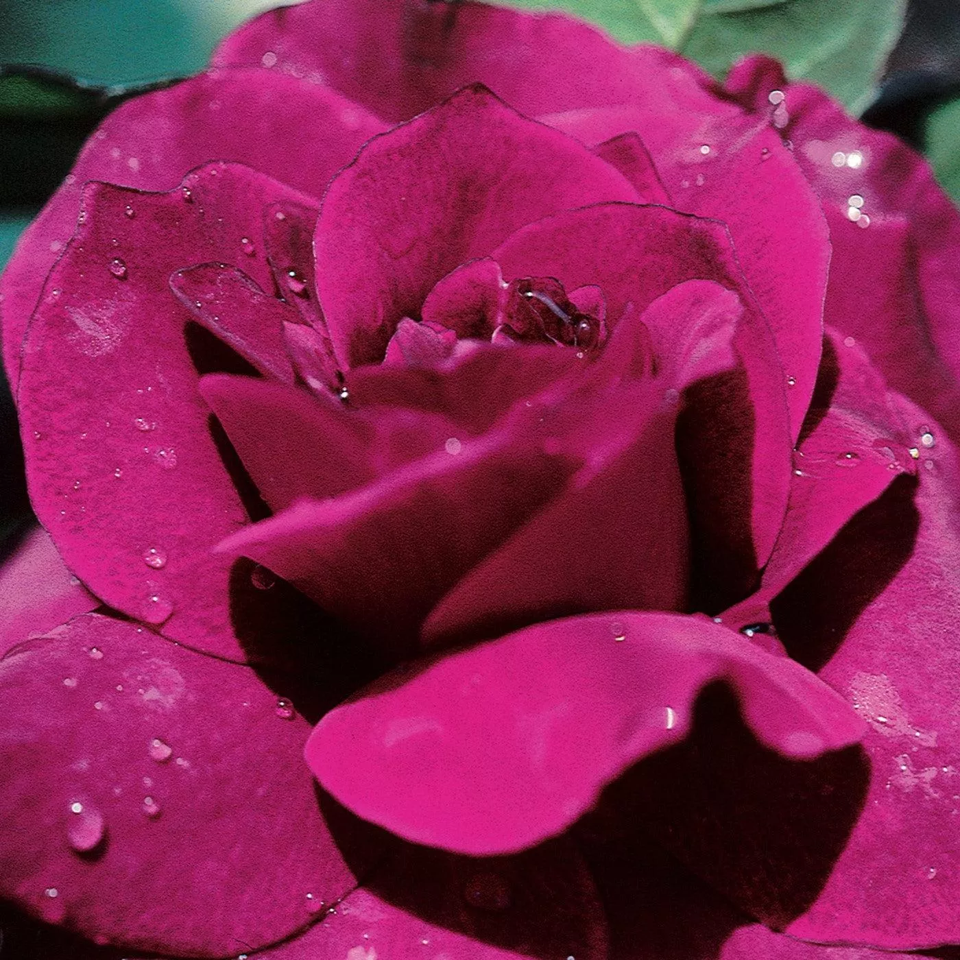 Rosa 'JACum'- Intrigue Rose