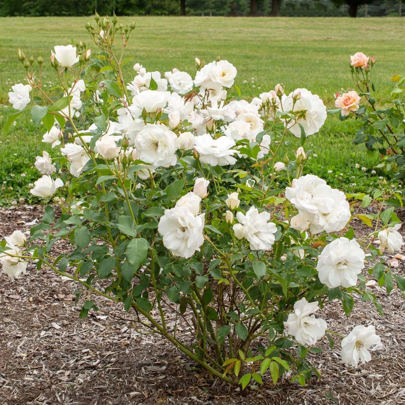 Rosa 'Korbin'- Iceberg Rose