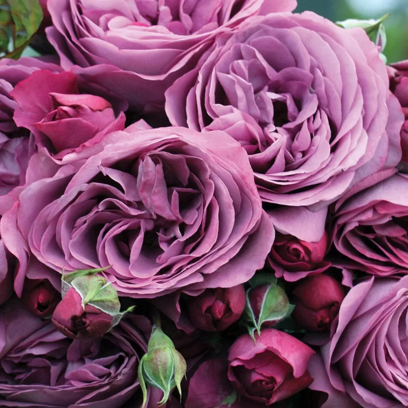 Rosa 'KORvodacom' PP 22,691- Bloomables Sunbelt Plum Perfect™ Rose