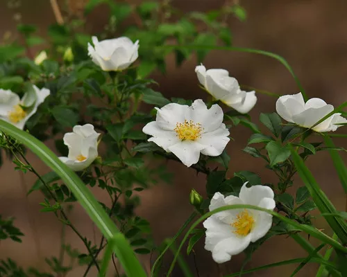 Rosa laevigata seeds