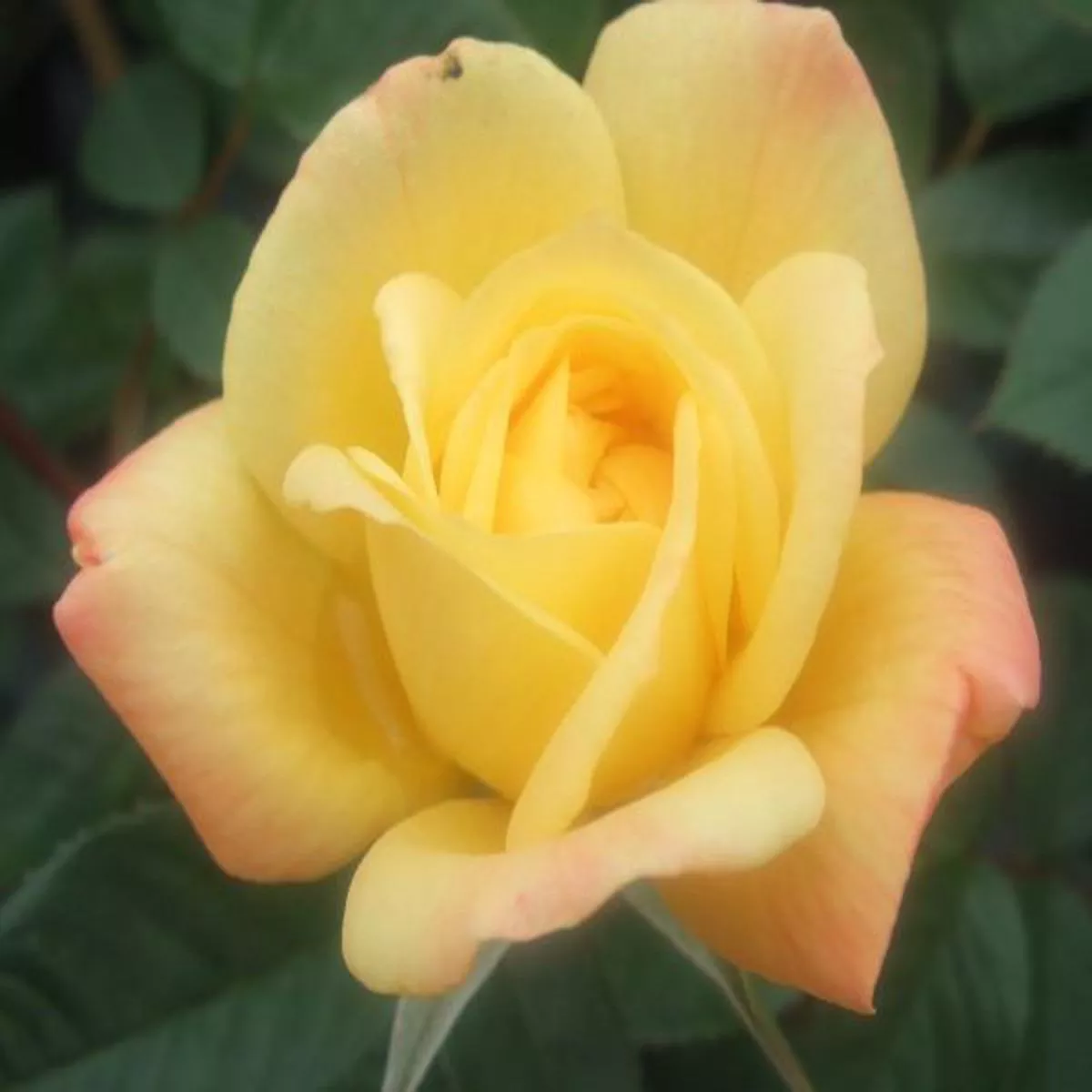 Rosa Laura FordClimbing Rose
