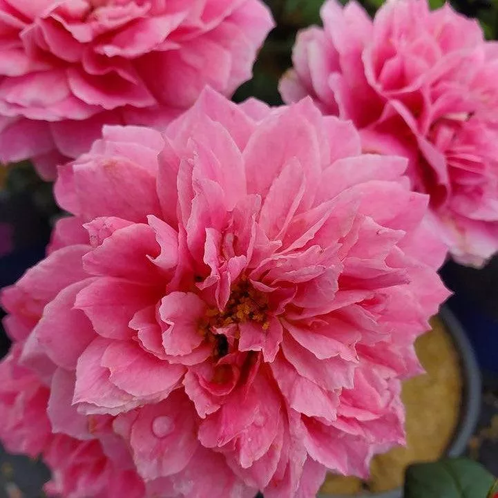 Rosa 'LIMformosa'- True Inspiration Rose