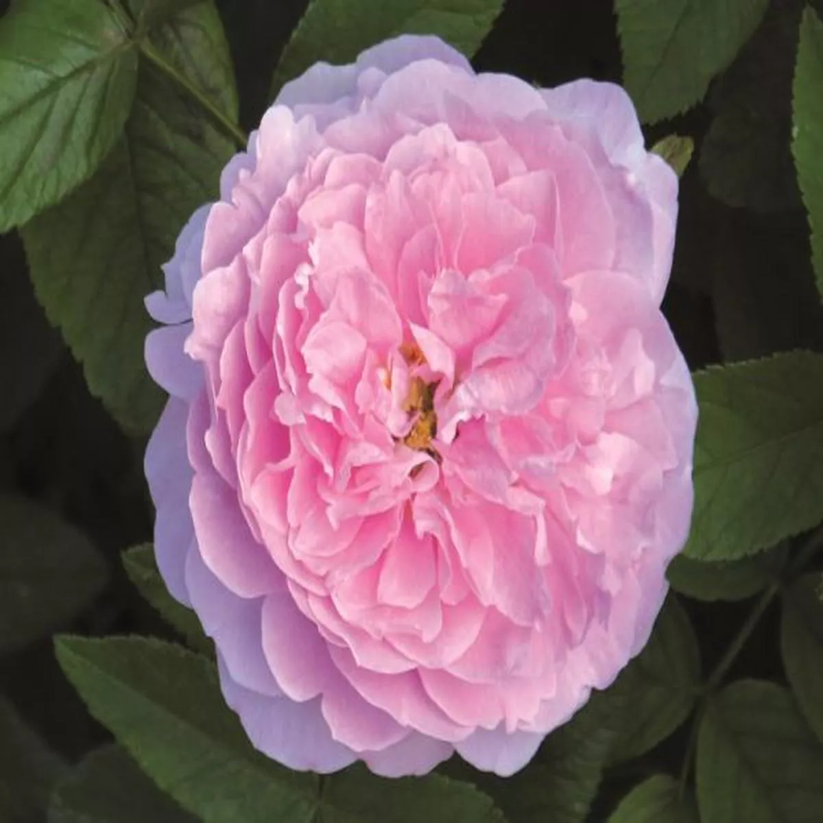 Rosa The Mayflower (Austilly)Fragrant English Rose