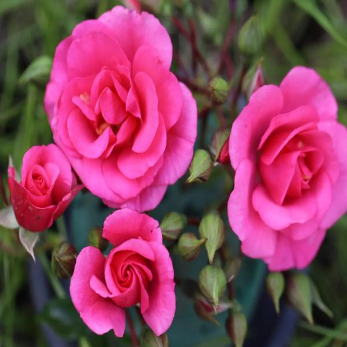 Rosa Medley Pink (Noaley)patio rose