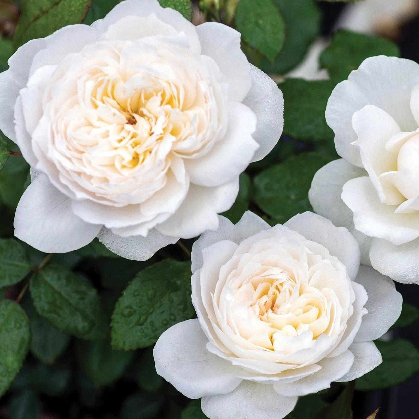 Rosa 'Meidelweis' PP 17,841- Bloomables Bolero™ Rose