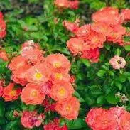 Rosa ‘Meidrifora' PP #19,148- Coral Drift Rose