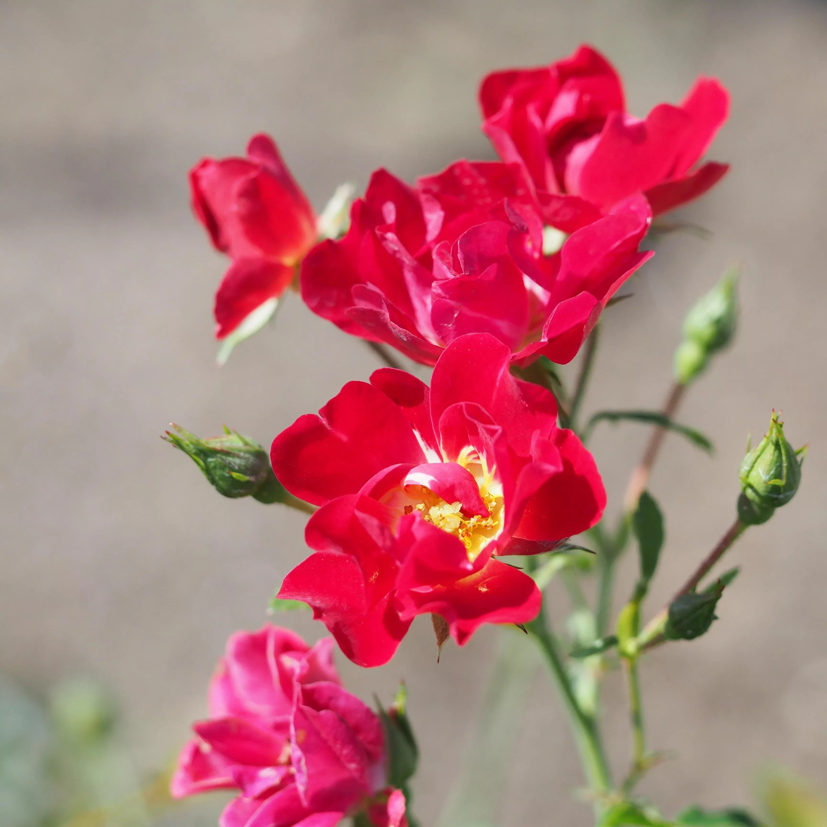 Rosa 'Meigalpio' PP#17,877- Red Drift Rose