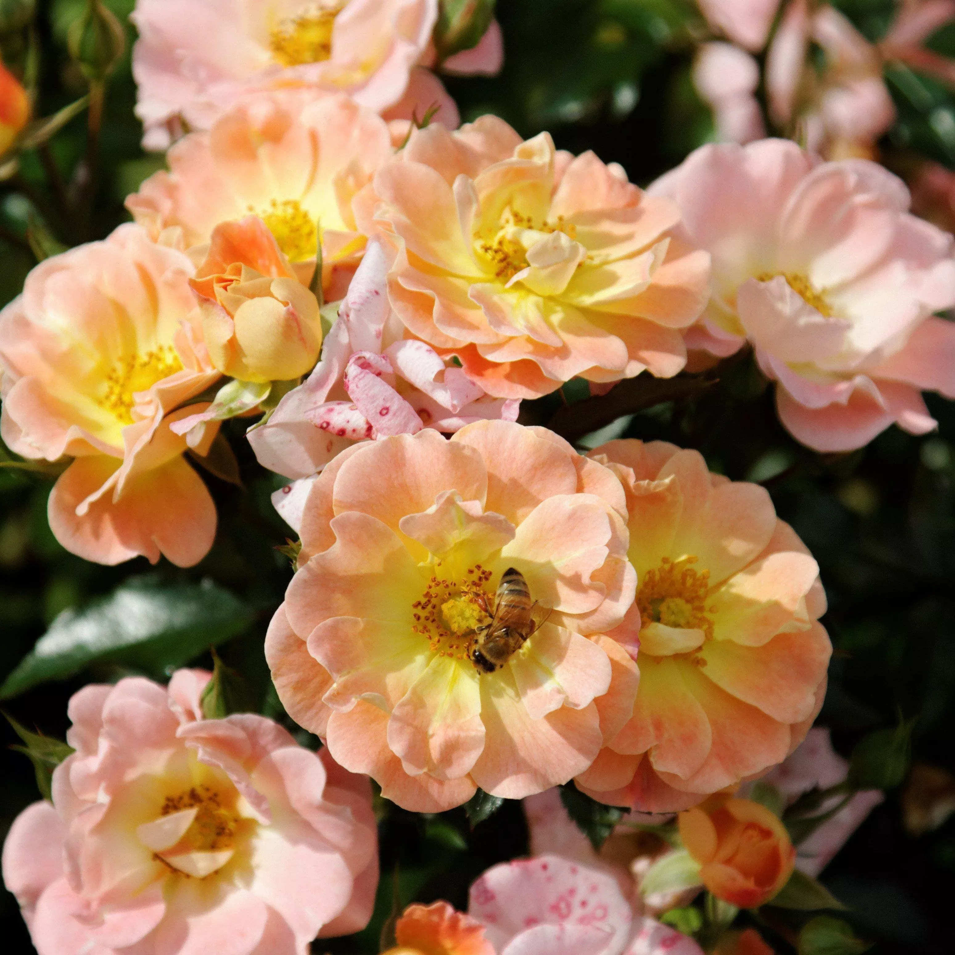 Rosa ‘Meiggili' PP18,542- Peach Drift Rose
