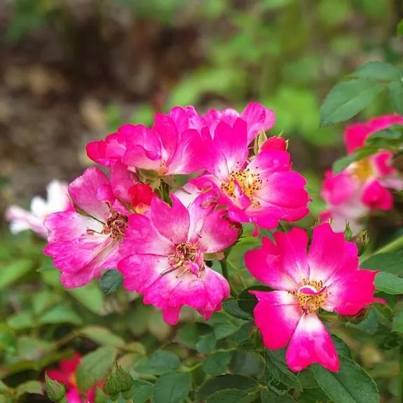 Rosa 'Meijocos' PP#18,874- Pink Drift Rose
