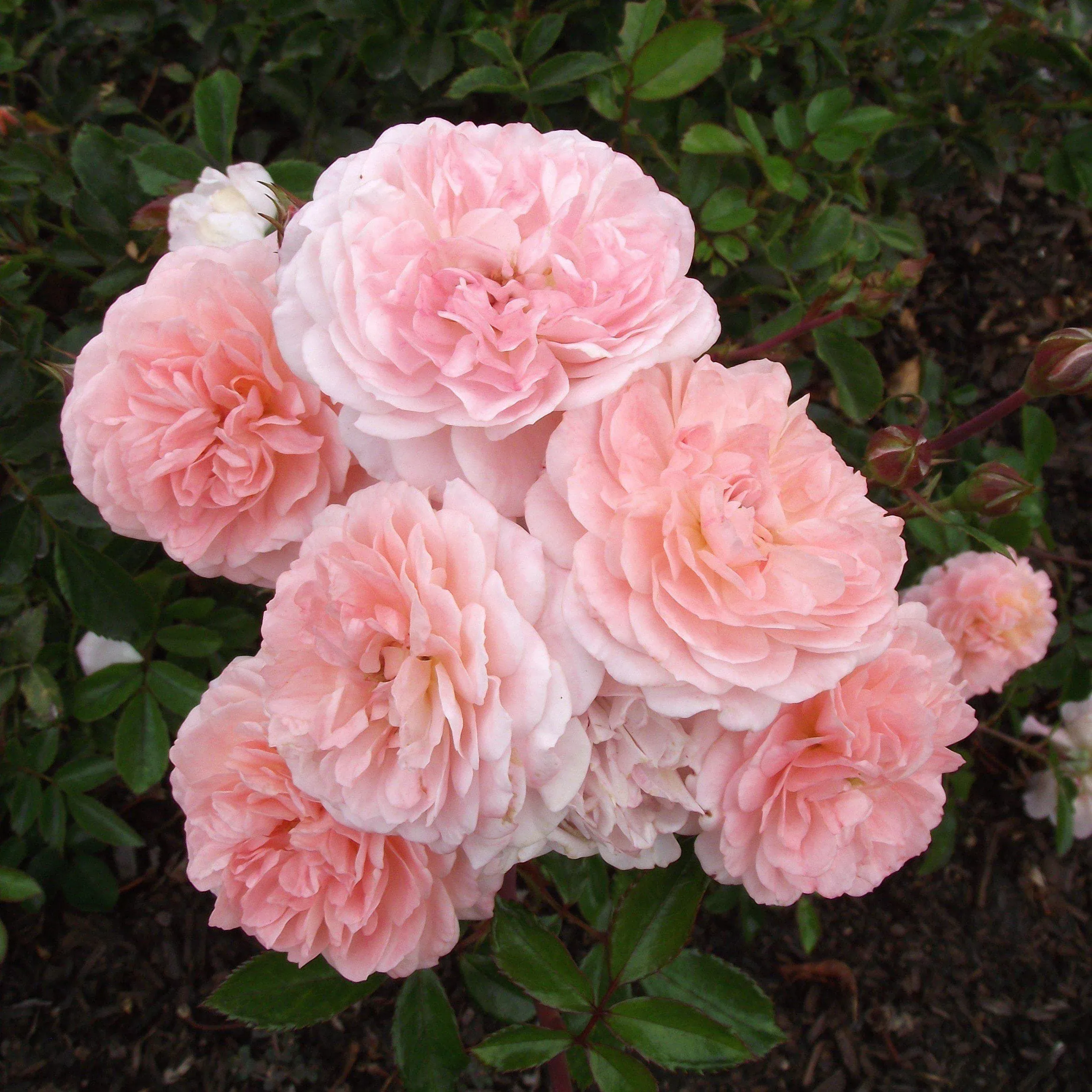 Rosa 'Meimirrot' PP#23,354- Apricot Drift Rose
