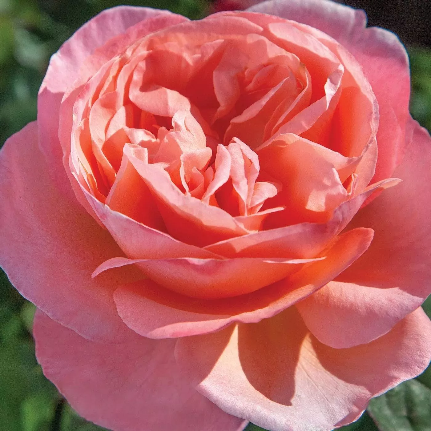 Rosa 'Meinostair' PP 28,659- Bloomables Sweet Mademoiselle™ Rose