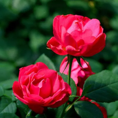 Rosa 'Meipeporia'- OSO Easy Double Red Rose