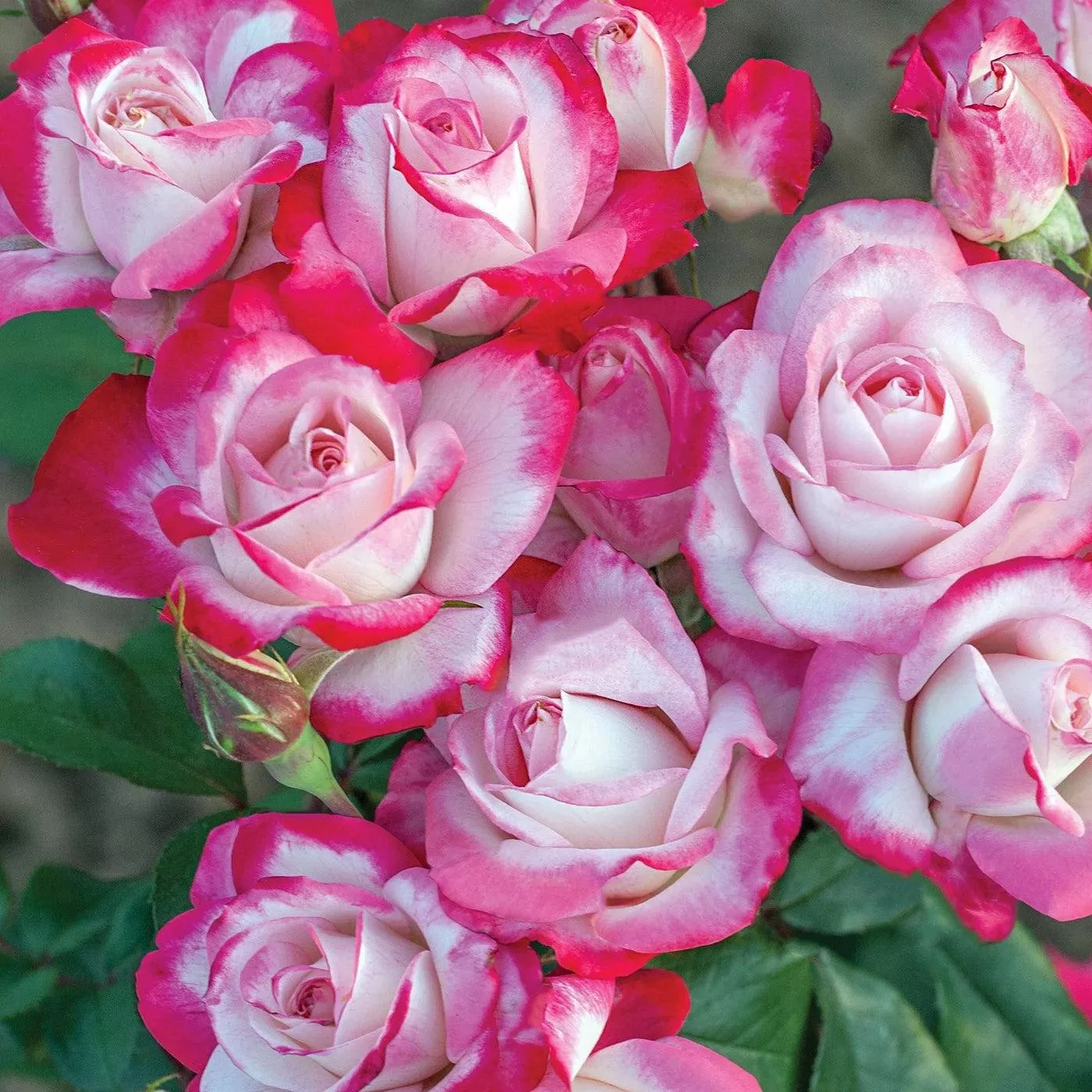 Rosa 'Meiriansois' PP 28,661- Bloomables Candy Cane Cocktail™ Rose