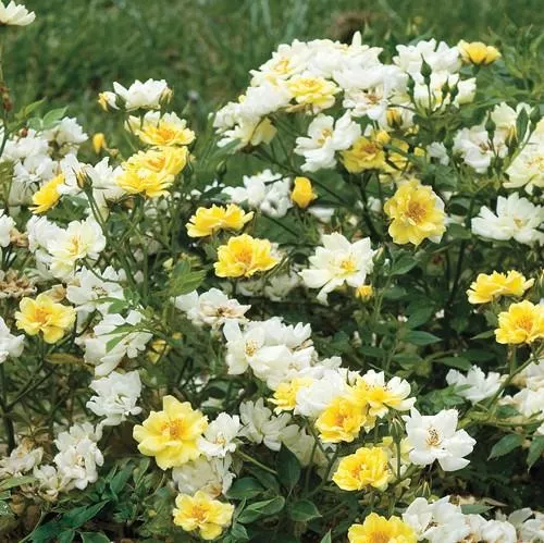Rosa ‘Meisentmil' PP 20,635- Lemon Drift Rose