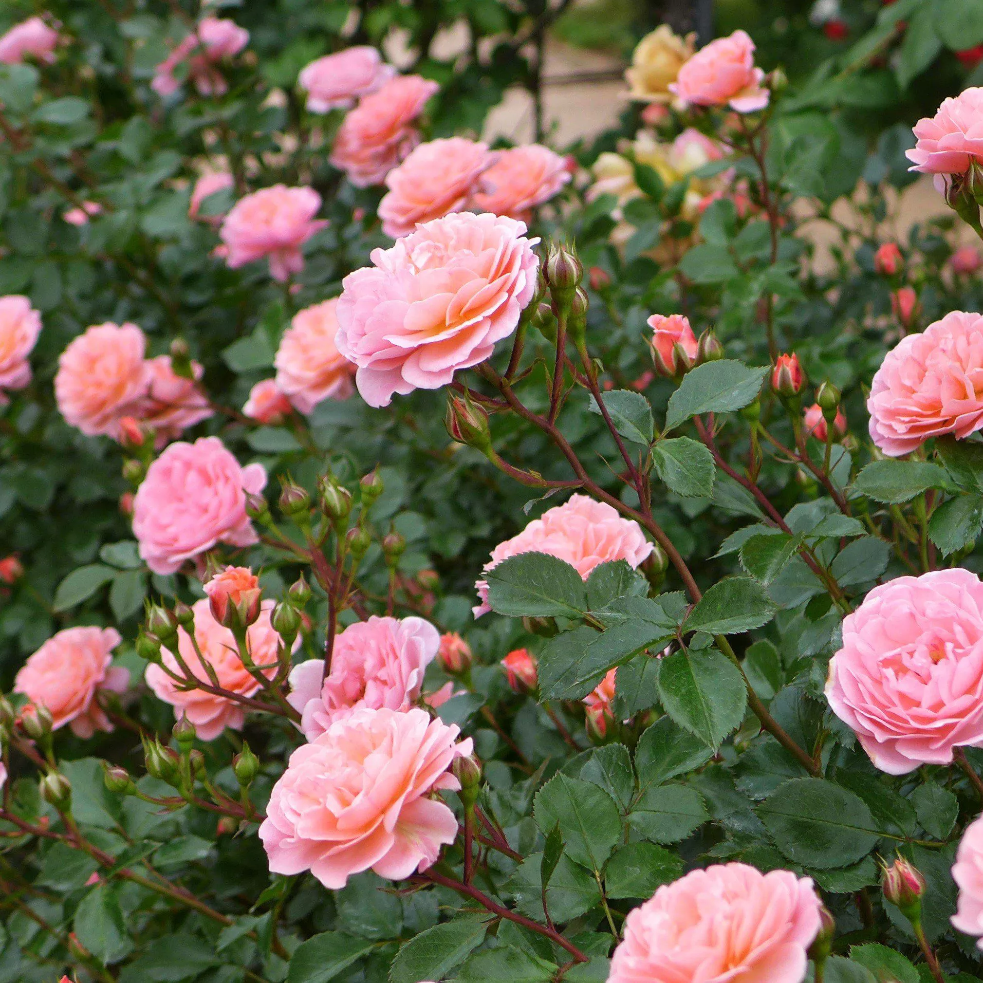 Rosa 'Meiswetdom' PP #21,612- Sweet Drift Rose