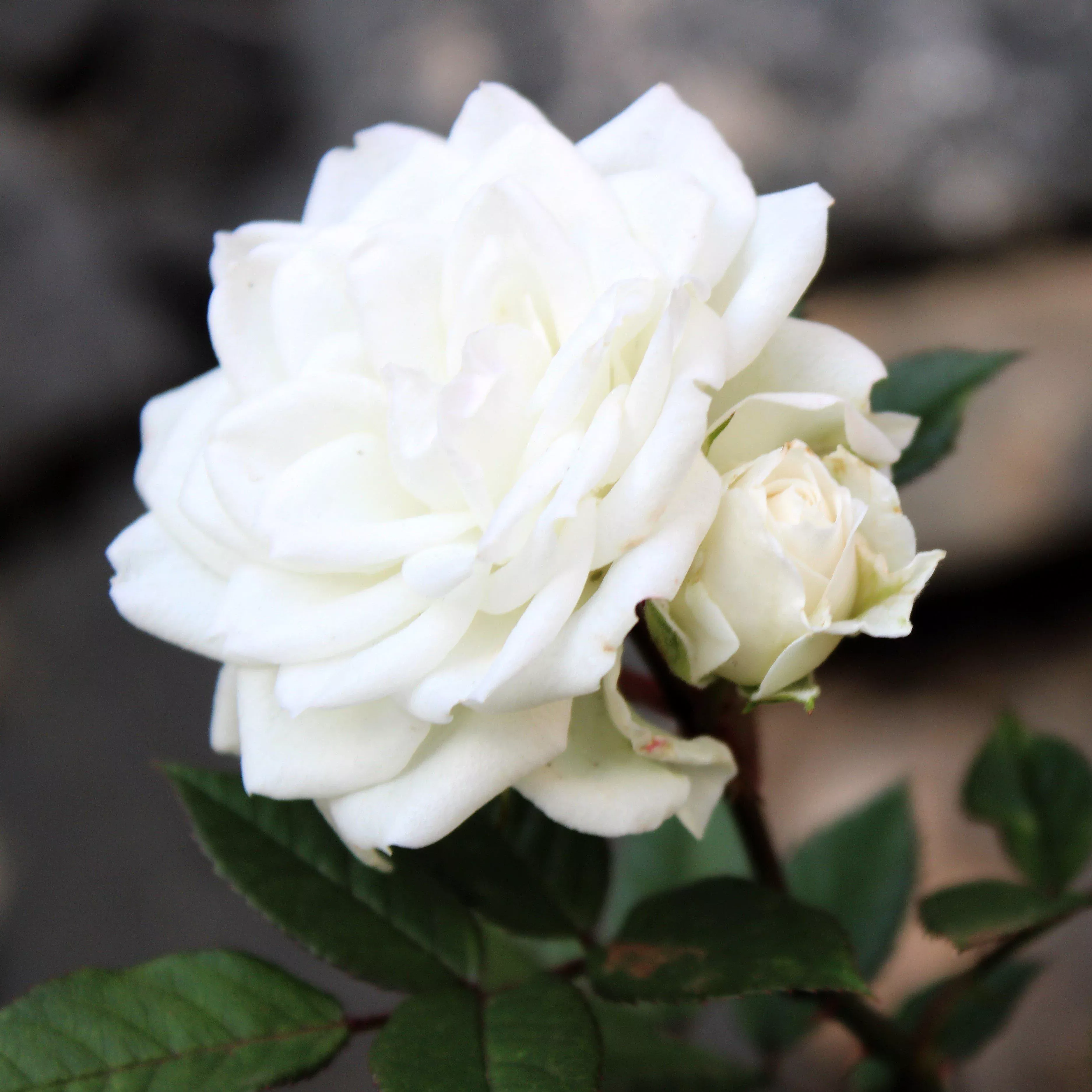 Rosa 'Meizorland’ PP#28,054- White Drift Rose