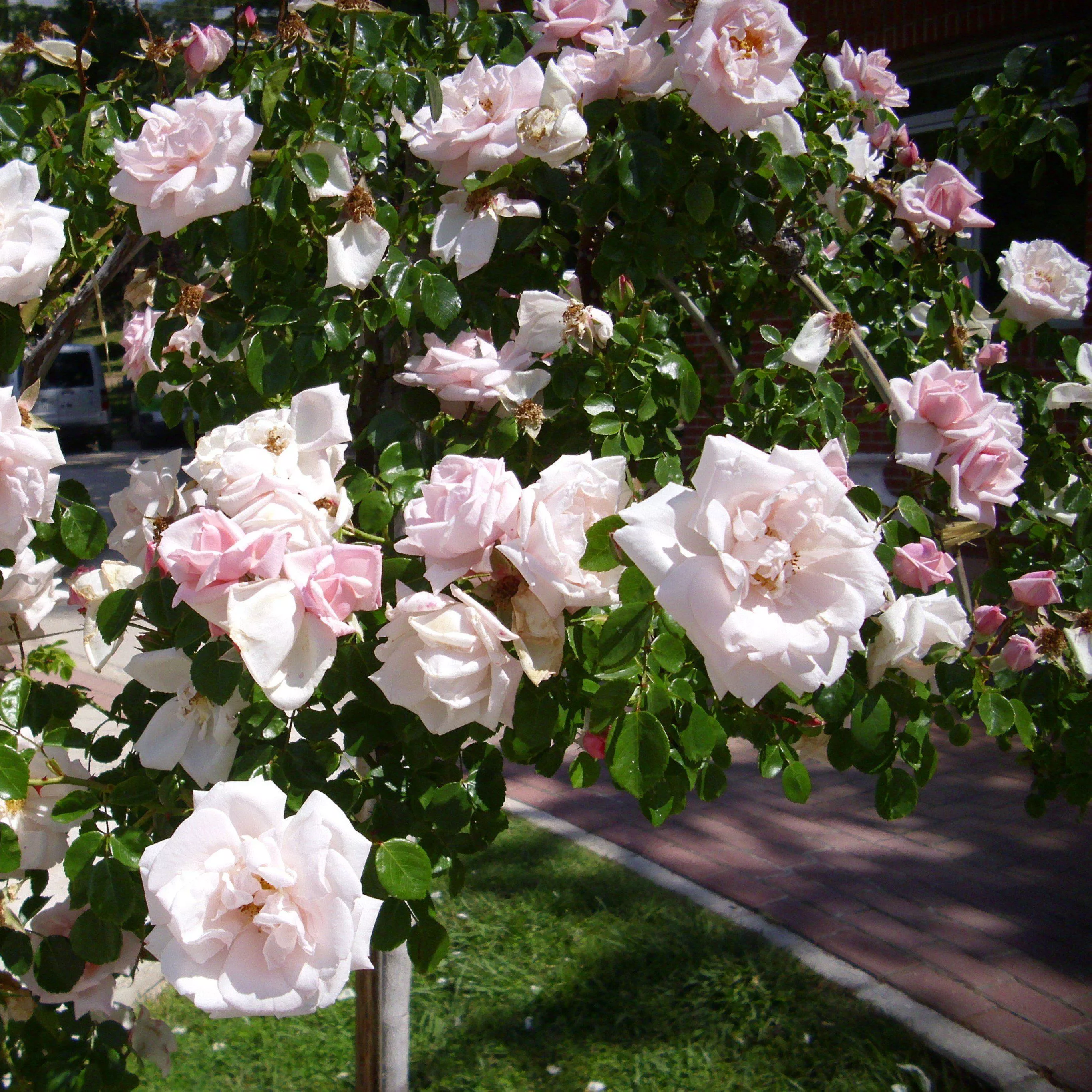 Rosa 'New Dawn'- New Dawn Rose