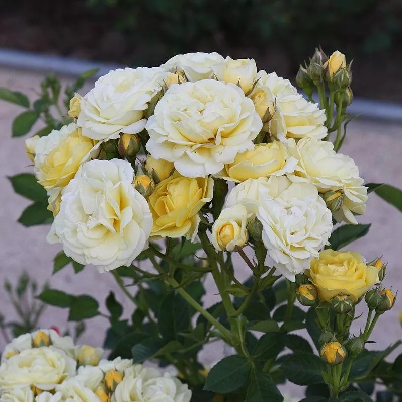 Rosa 'Novarospop' PP#24,773- Popcorn Drift Rose
