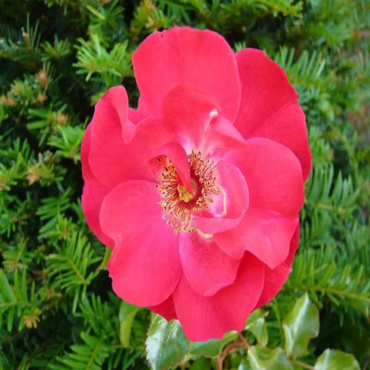 Rosa Olympic FlameClimbing Rose