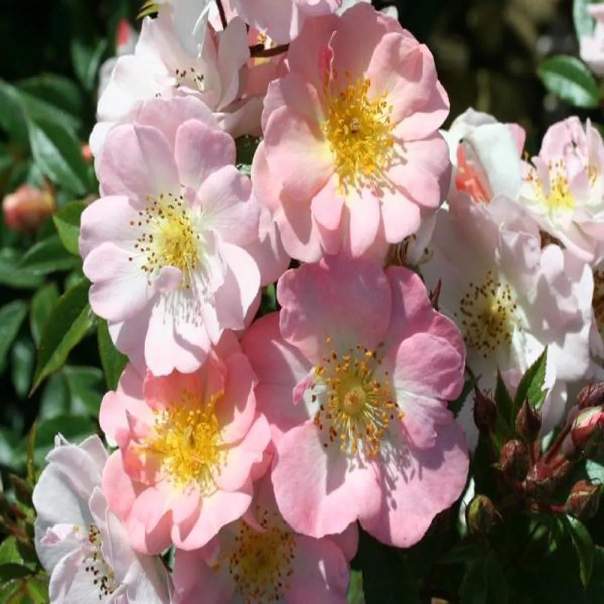 Rosa Open Arms David AustinClimbing Rose