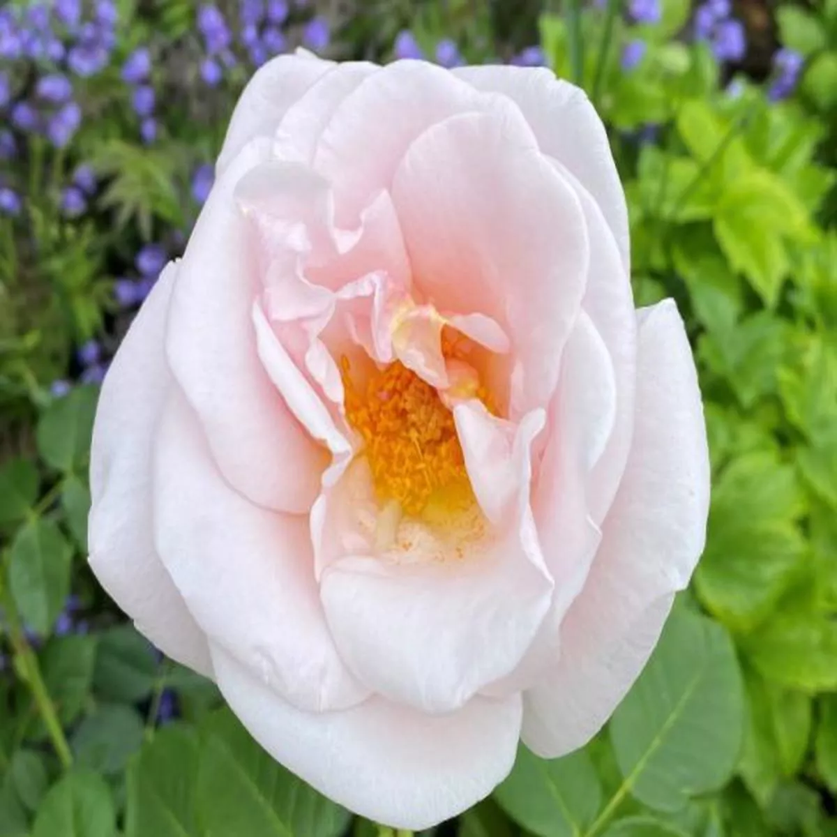Rosa Oxford Physic Rose (Beaquality)Modern Classic Shrub Rose