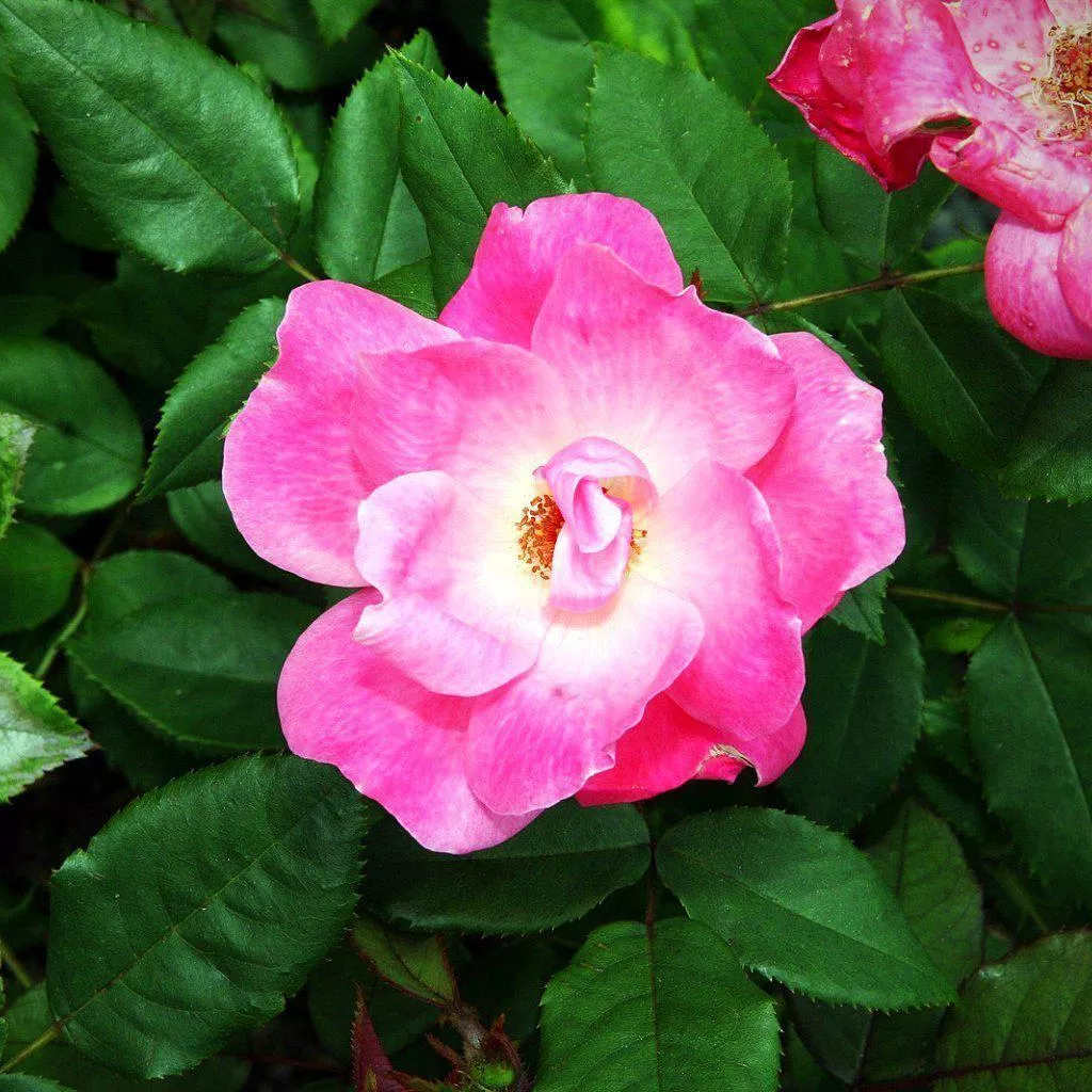 Rosa ‘Radcon’ PP#15,070- Pink Knock Out Rose