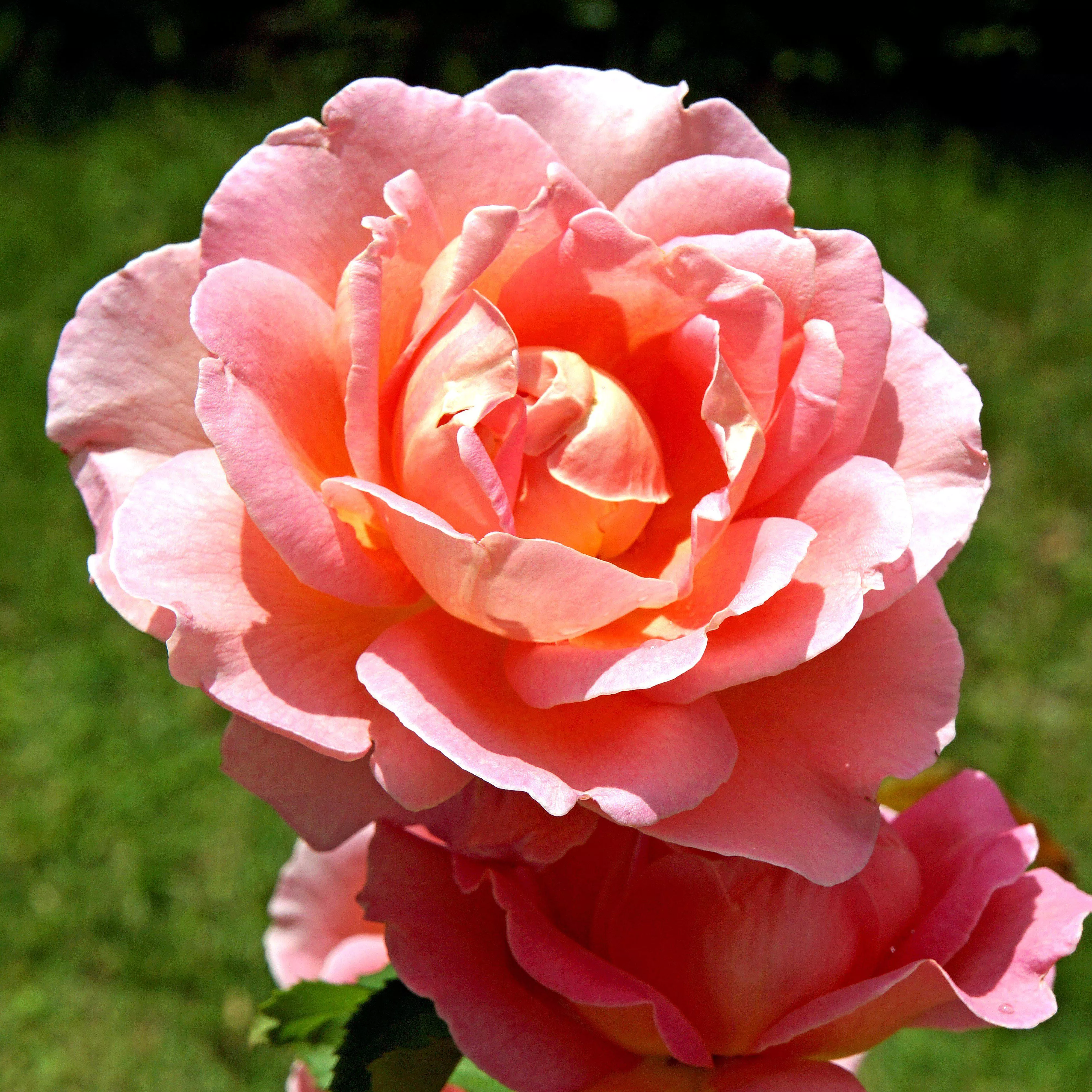 Rosa ‘Radral’ PP 19,803- Coral Knock Out Rose