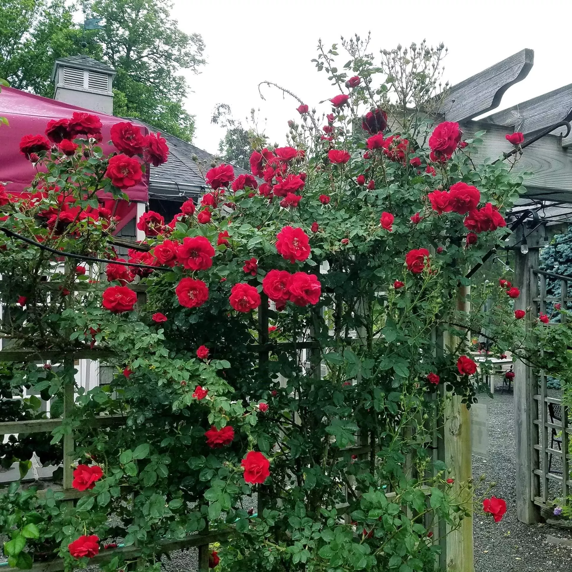 Rosa 'RADramblin'- First Editions Ramblin' Red Rose