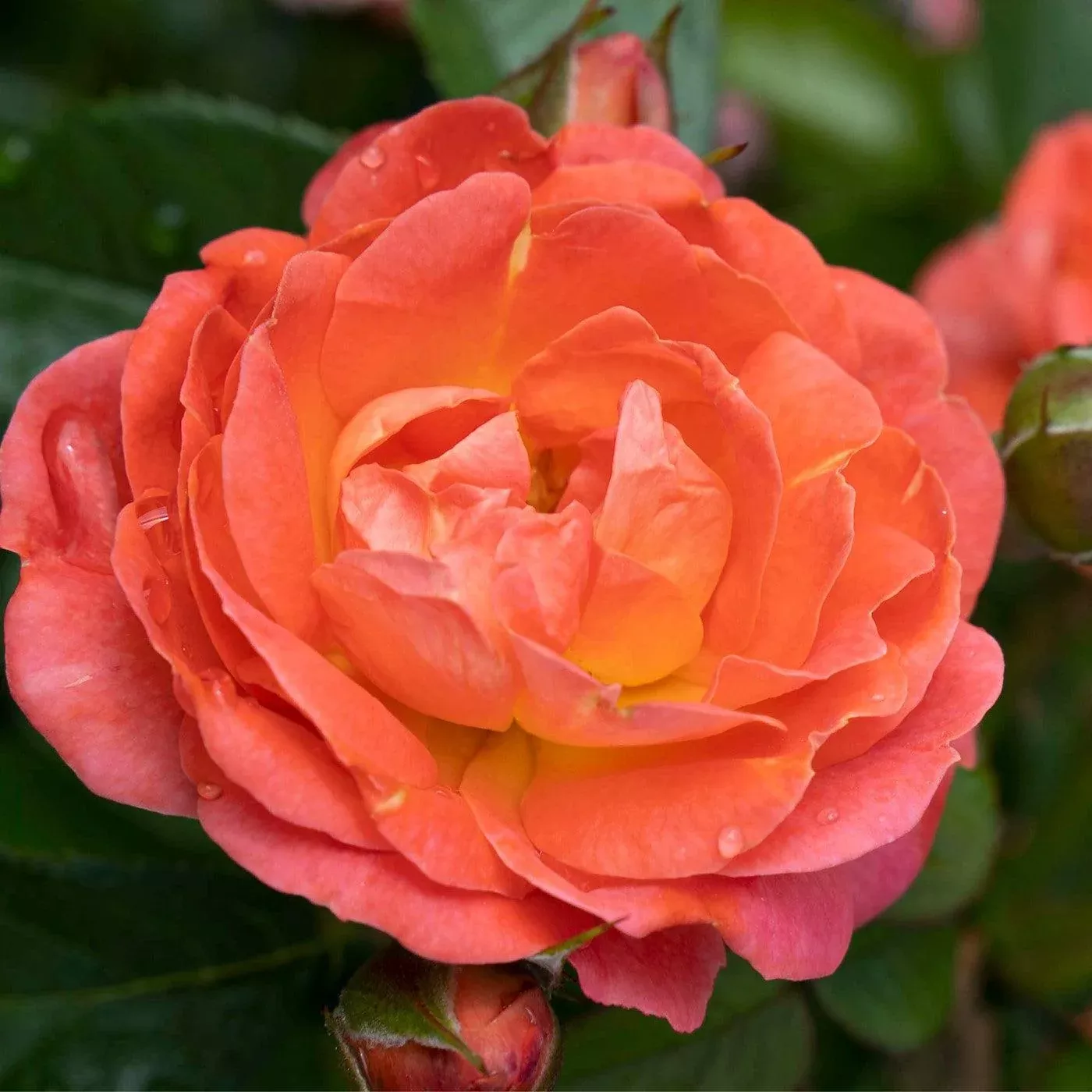 Rosa 'Radslam' PP 35,826- Orange Glow™ Knock Out Rose