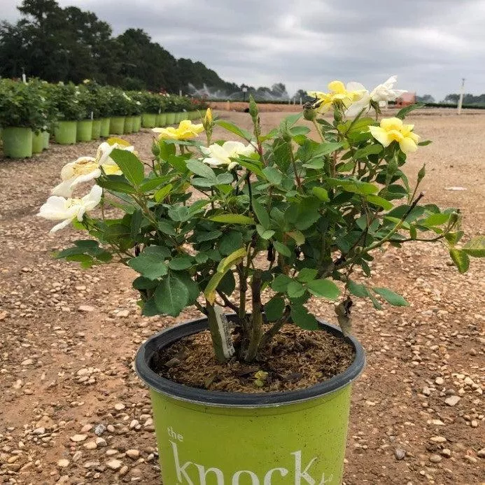 Rosa ‘Radsunny’ PP 18,562- Sunny Knock Out Rose