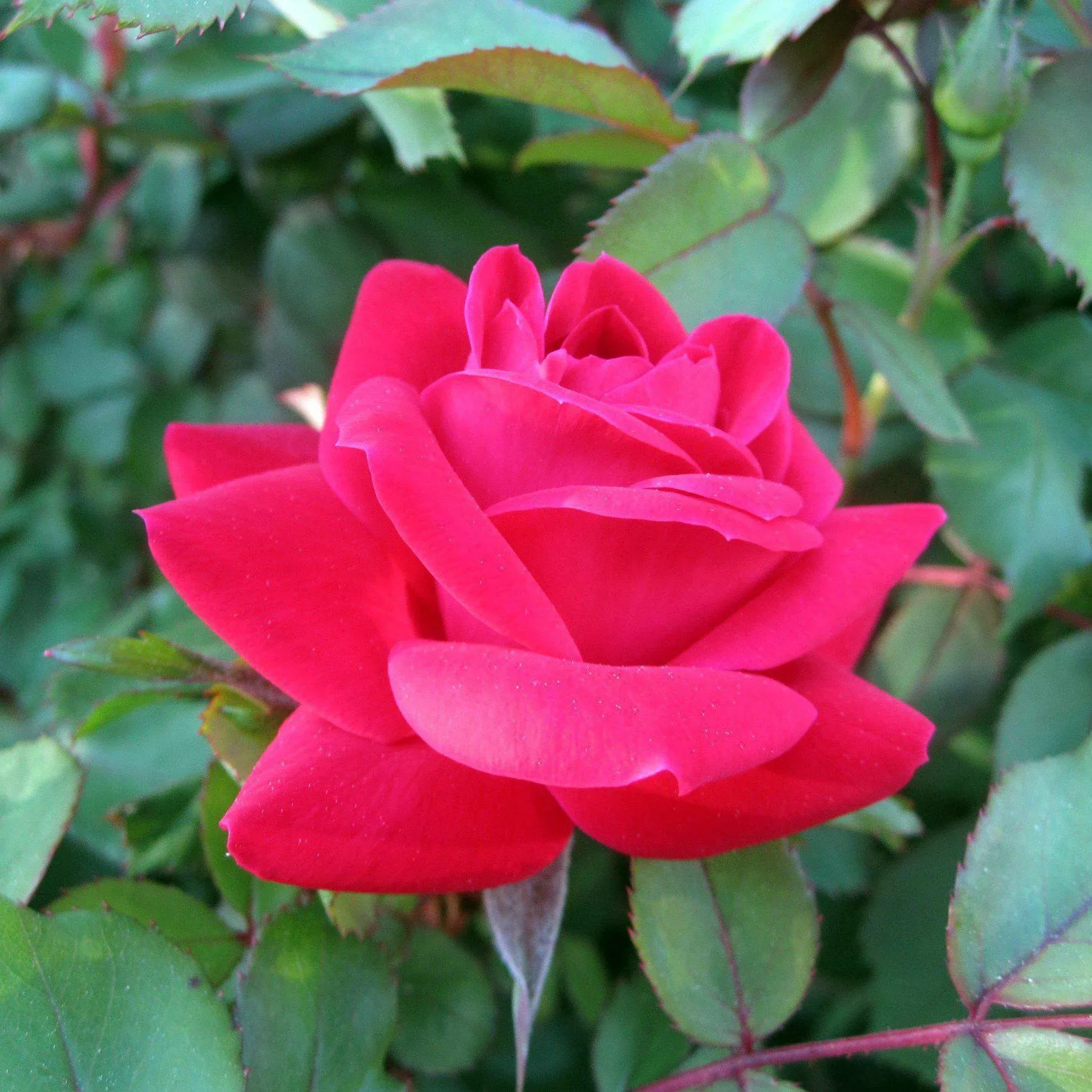 Rosa ‘Radtko’ PP 16,202- Double Knock Out Rose