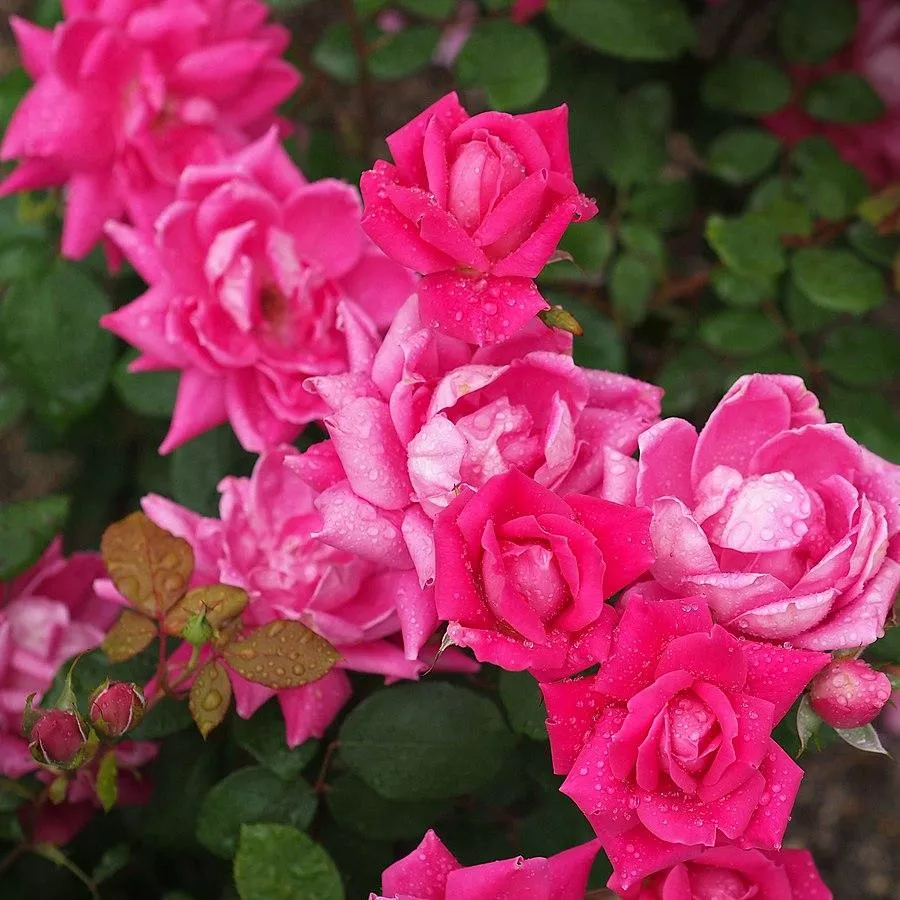 Rosa ‘Radtkopink’ PP 18,507- Double Pink Knock Out Rose