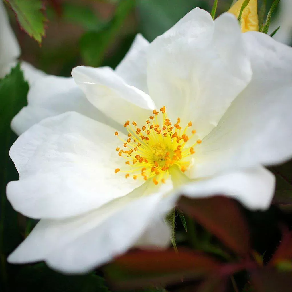 Rosa ‘Radwhite’ PP#20,273- White Knock Out Rose