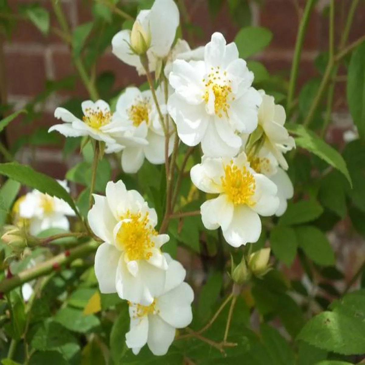 Rosa Rambling RectorRambling Rose