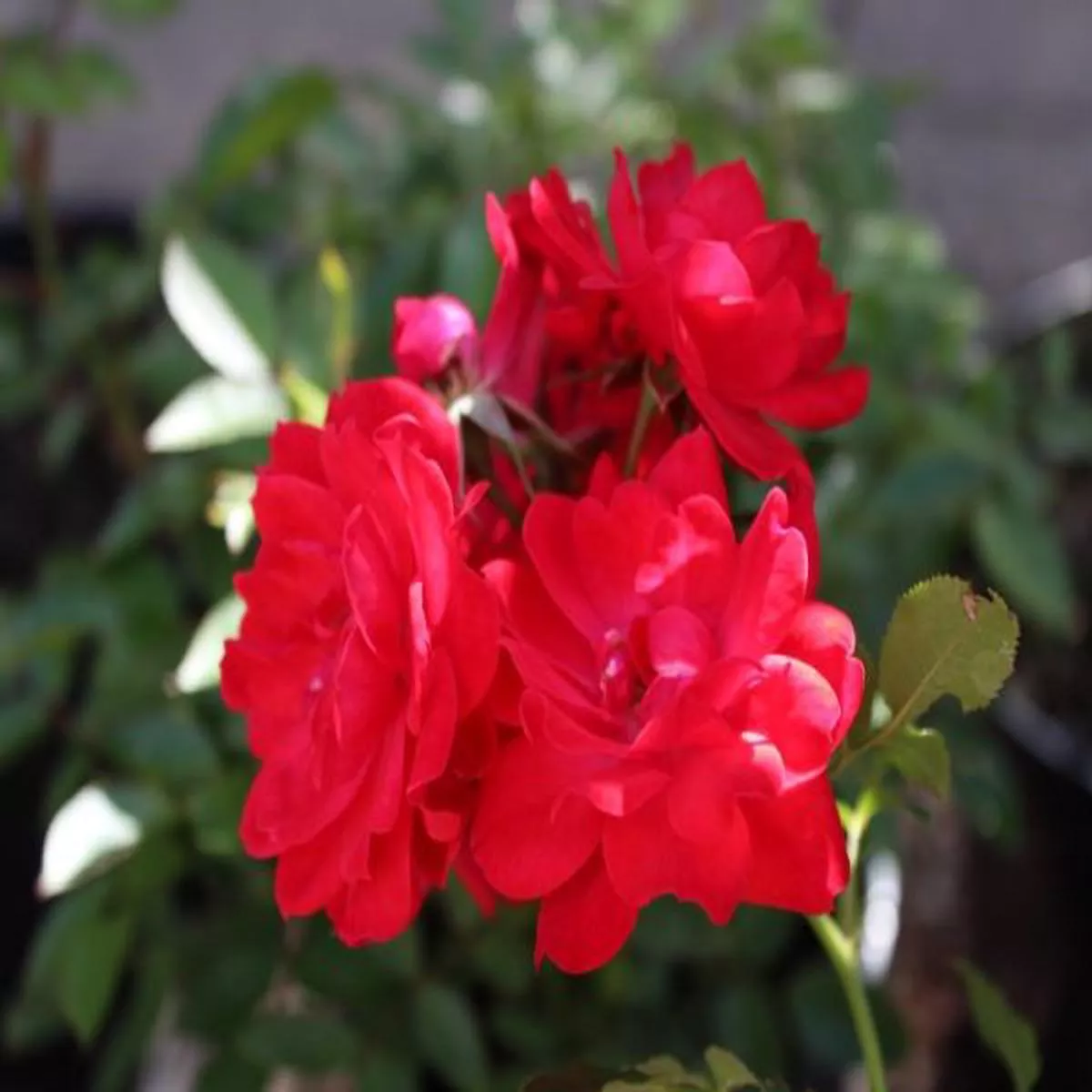Rosa Raspberry Royale (Peaclo)Patio Rose