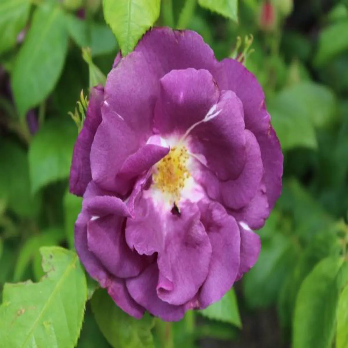 Rosa Rhapsody In Blue FrantasiaFloribunda Rose