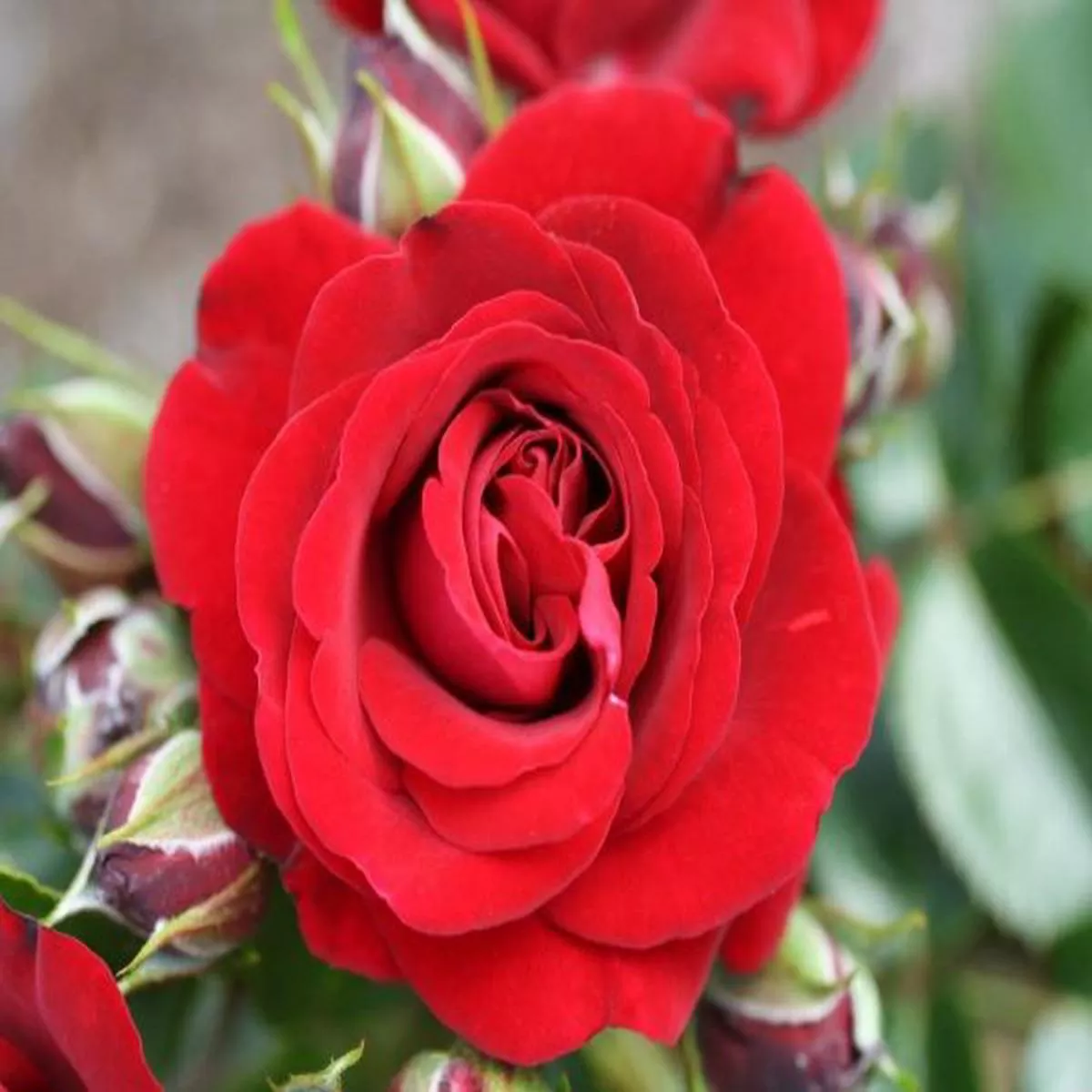 Rosa Ruby Romance (Noa 140715)Patio Rose