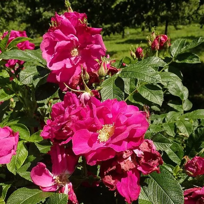 Rosa rugosa 'Purple Pavement'- Purple Pavement Rugosa Rose