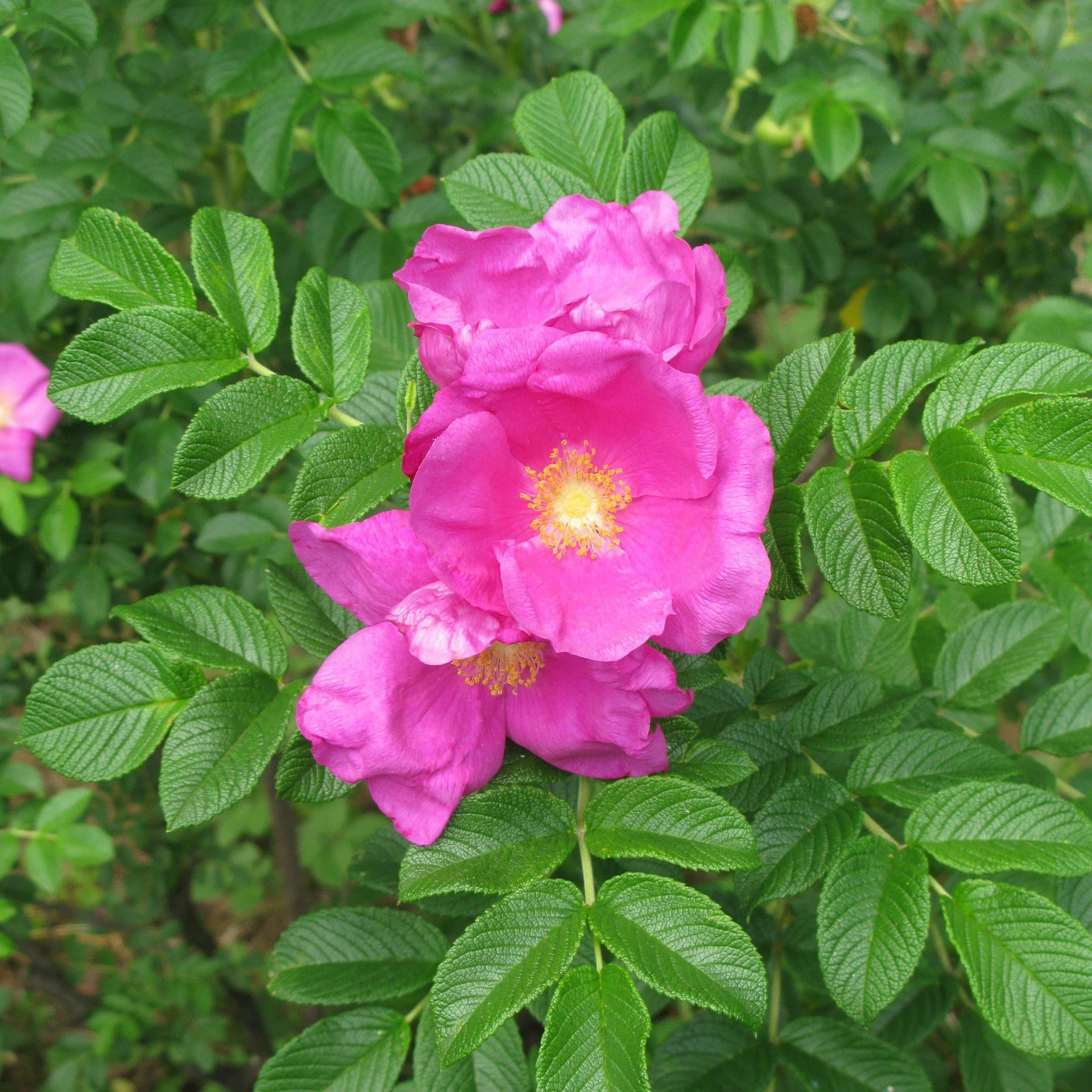 Rosa rugosa- Rugosa Rose, Japanese Rose