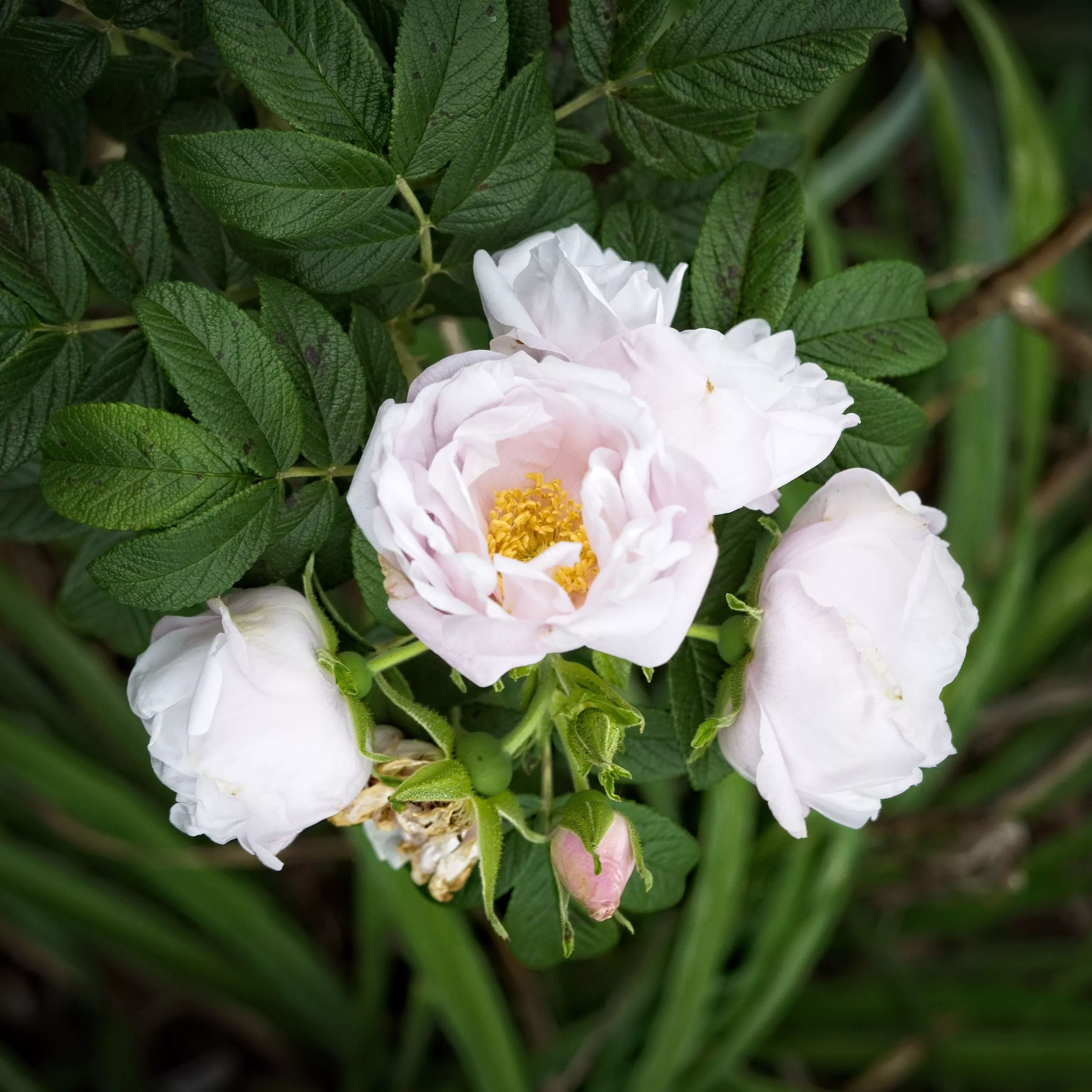 Rosa rugosa 'Schneekoppe'- Snow Pavement Rugosa Rose