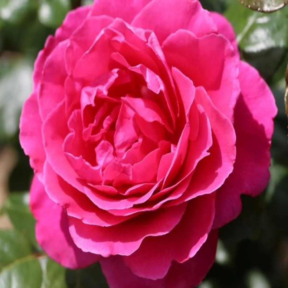 Rosa SandringhamModern Classic Shrub Rose