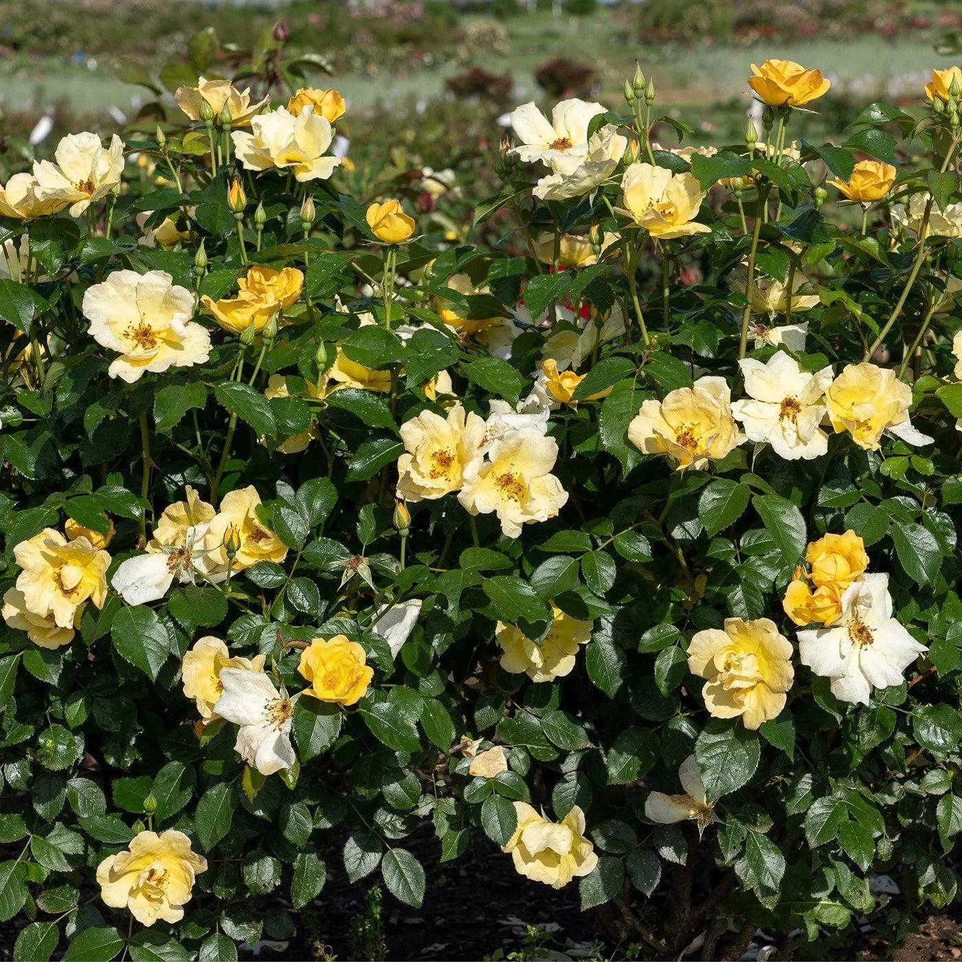 Rosa 'SRPylwko' PP 35,465- Easy Bee-zy™ Knock Out Rose
